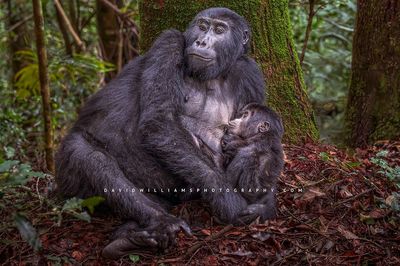 Gorilla GP NZ98288