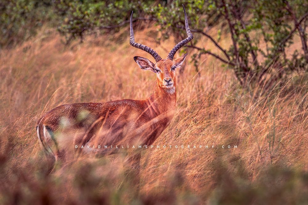 Impala S 0Z81678