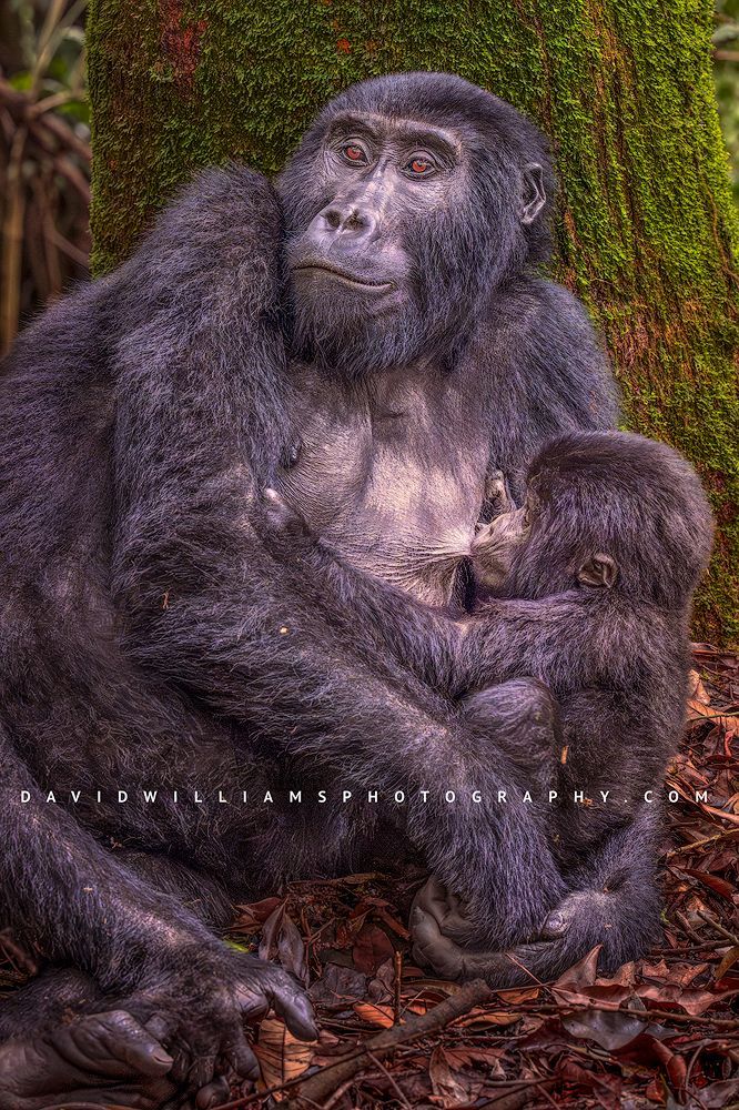 Gorilla GP NZ98264