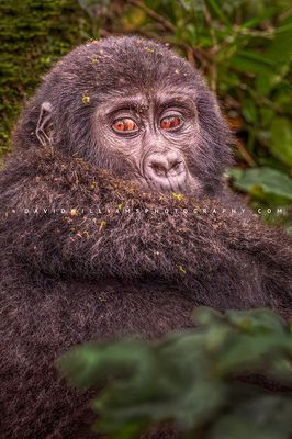 Gorilla S NZ97532