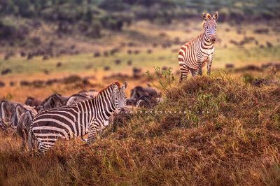 Zebra GP NZ96240