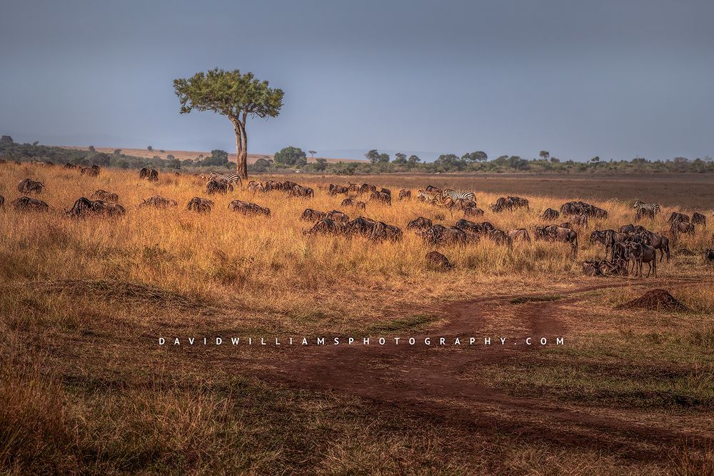 Wildebeest GP NZ95882