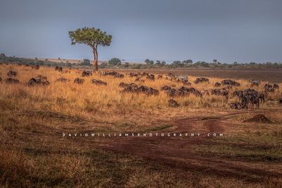 Wildebeest GP NZ95882