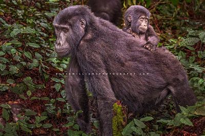 Gorilla GP NZ97457