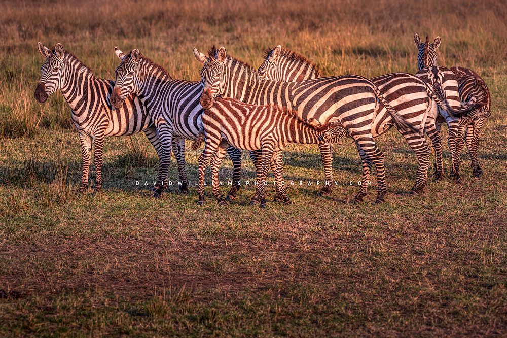 Zebra GP NZ94976