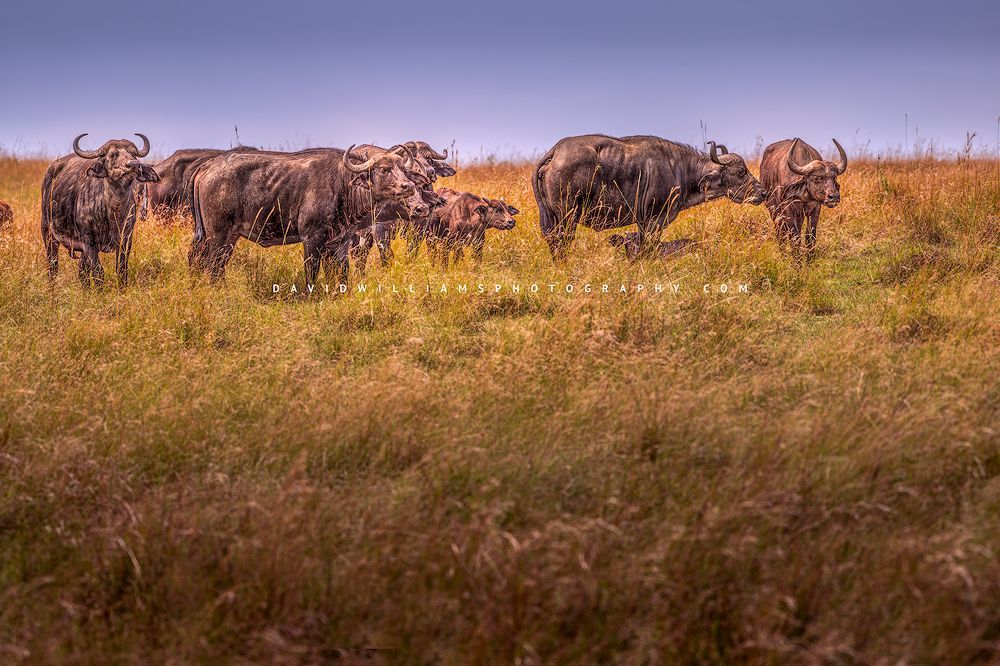 African Buffalo GP NZ94561