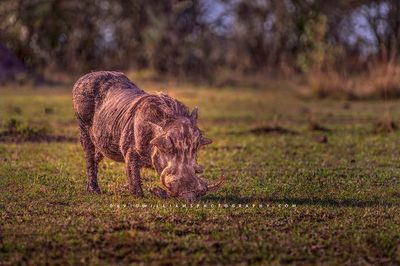 Warthog S NZ94883