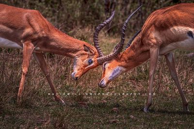 Impala GP NZ94582