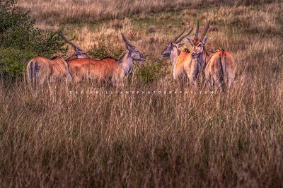 Eland GP NZ94549