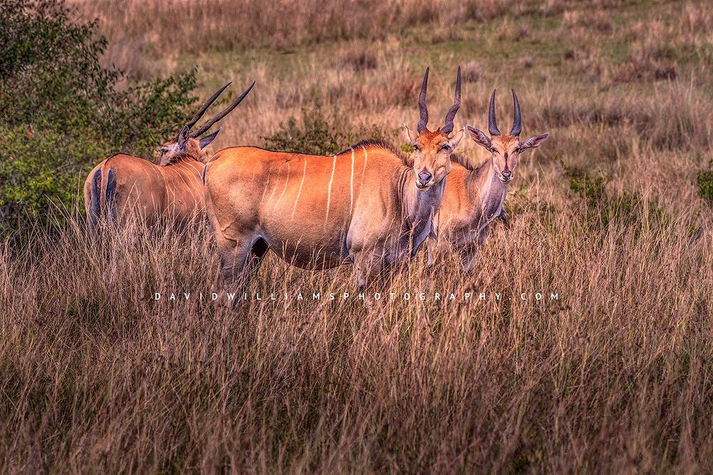 Eland GP NZ94546