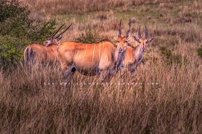 Eland GP NZ94546