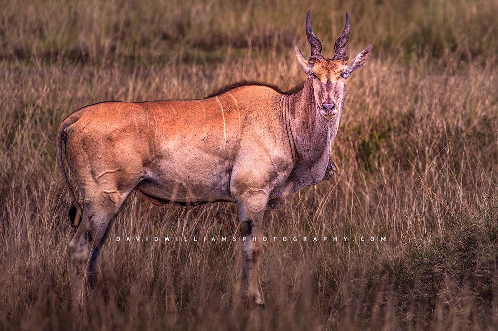 Eland S NZ94542