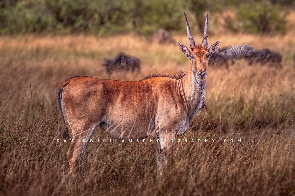 Eland S NZ94504