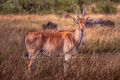 Eland S NZ94504