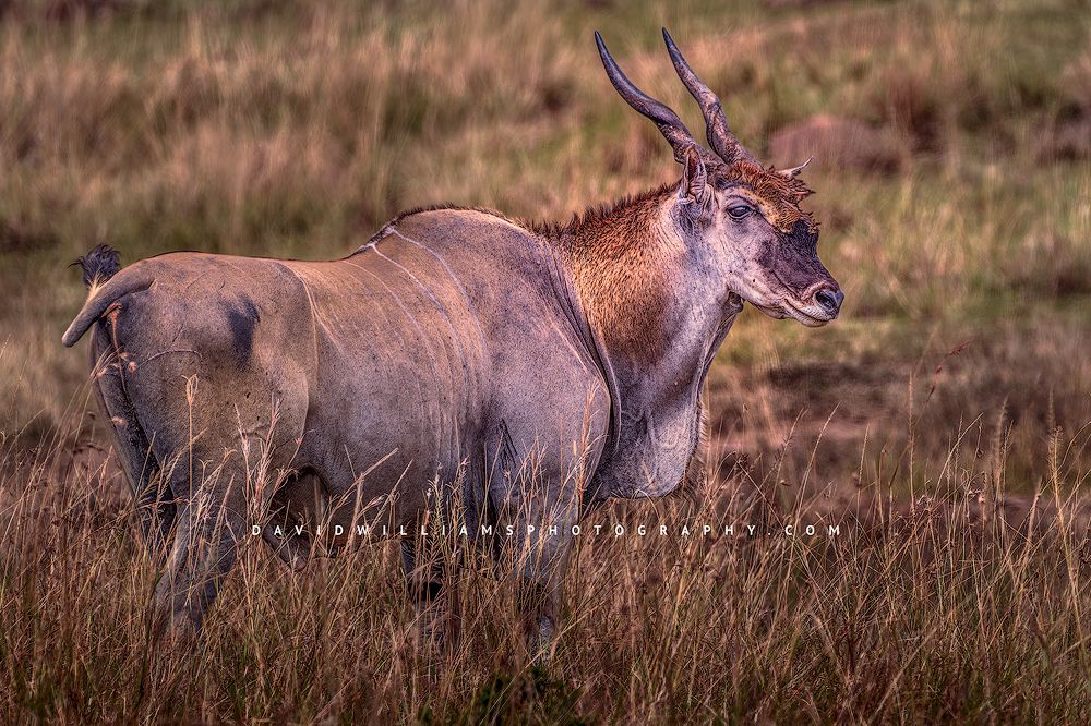 Eland S NZ94528