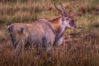 Eland S NZ94528