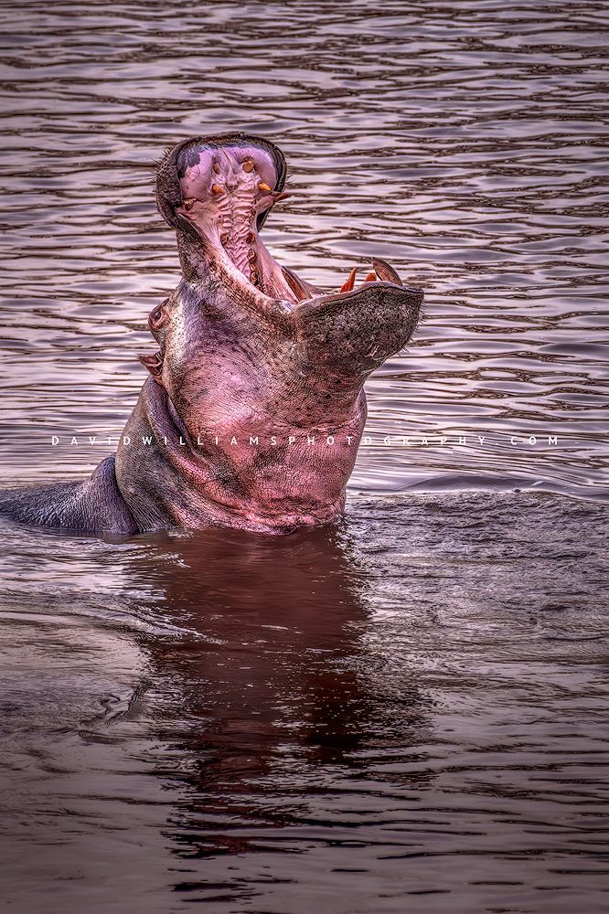 Hippo S NZ93851