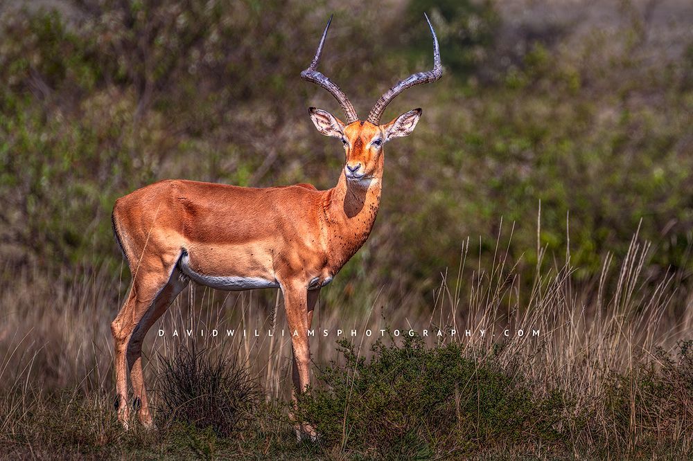 Impala S NZ94427