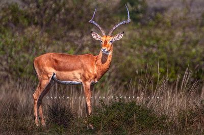 Impala S NZ94427