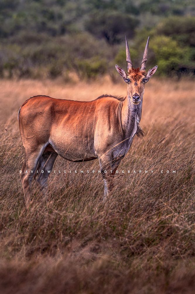 Eland S NZ94529