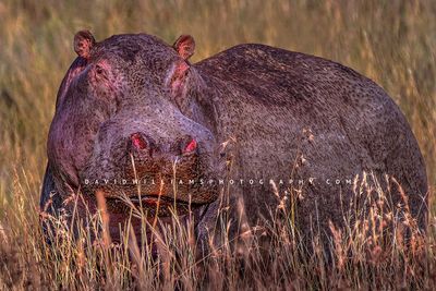 Hippo S NZ94424