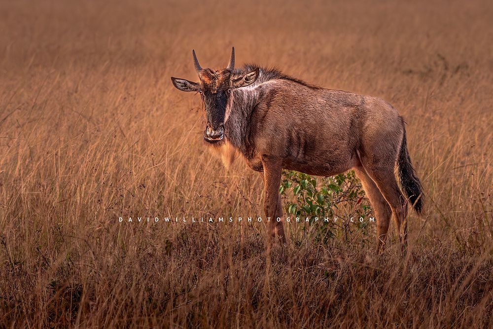 Wildebeest S NZ93688