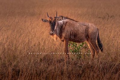 Wildebeest S NZ93688
