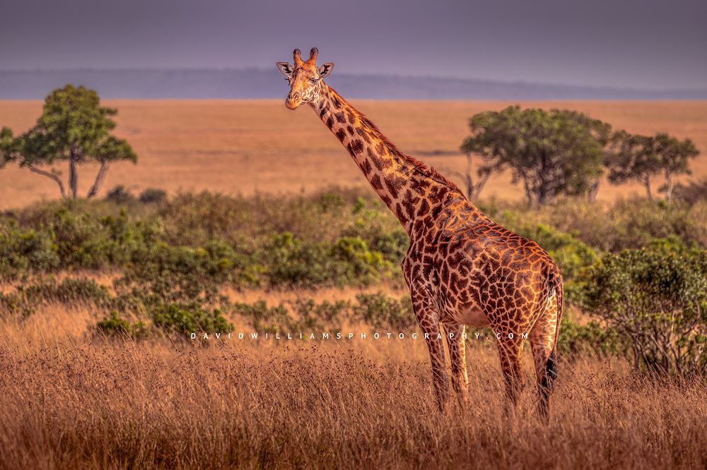 Giraffe S NZ93761