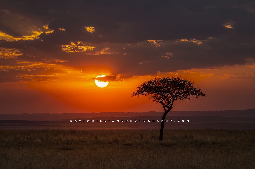African Sunrise NZ93435