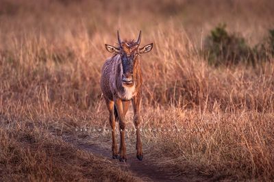 Wildebeest S NZ93473