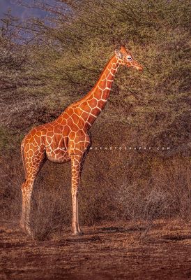 Giraffe S NZ93289