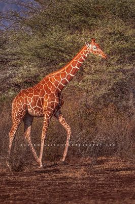 Giraffe S NZ93290
