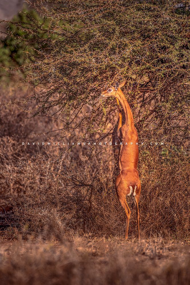 Gerenuk S NZ93168