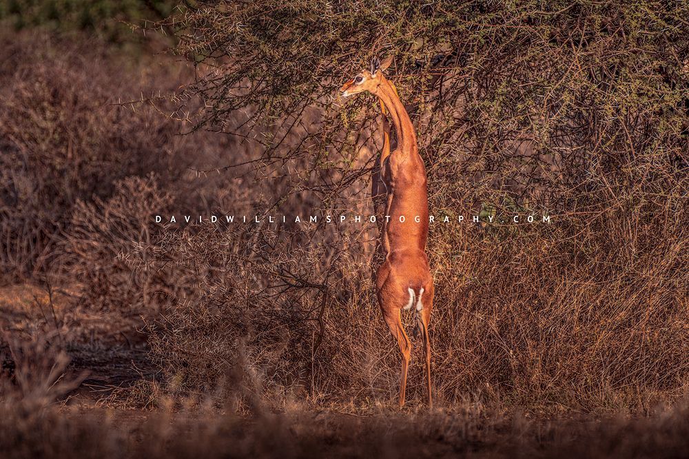 Gerenuk S NZ93170