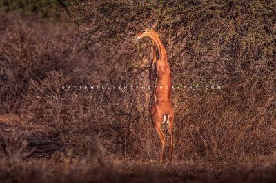 Gerenuk S NZ93170