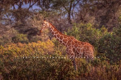 Giraffe S NZ93155