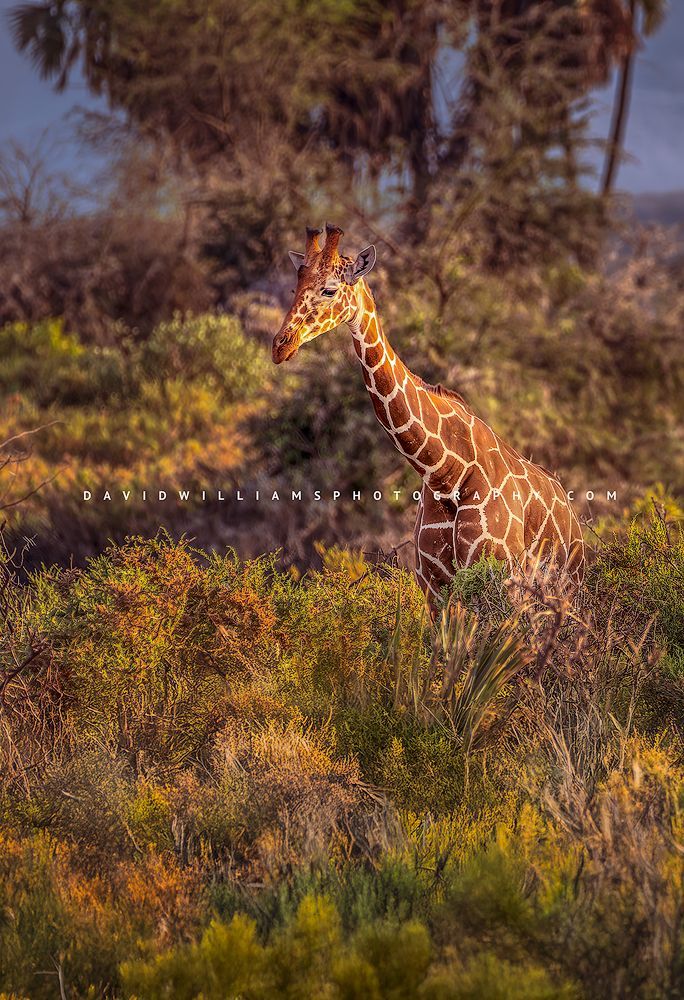 Giraffe S NZ93154