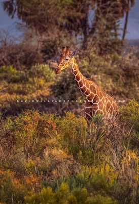 Giraffe S NZ93154