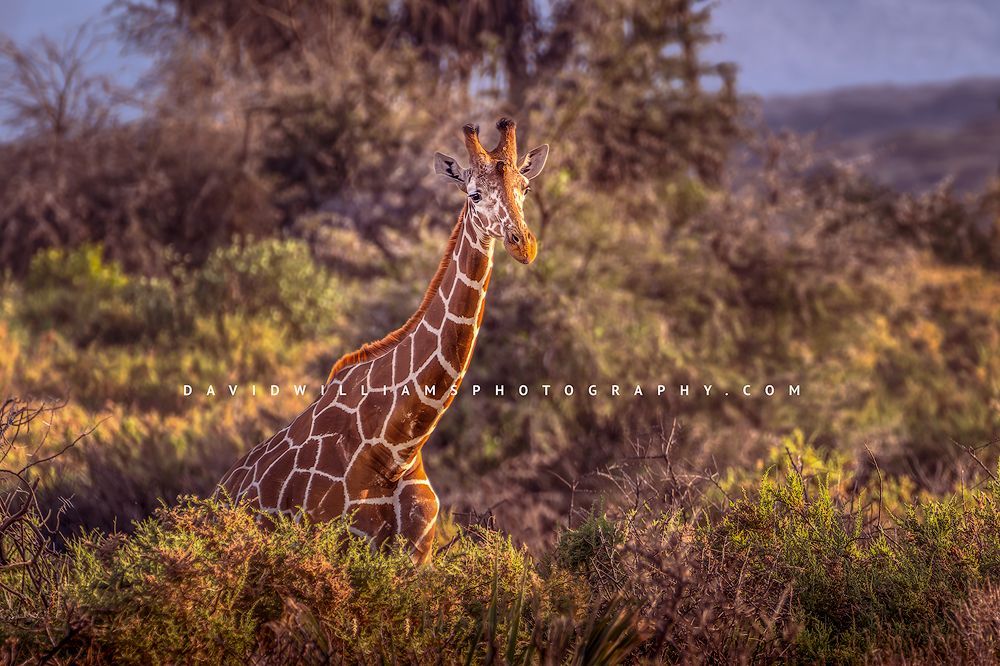 Giraffe S NZ93152