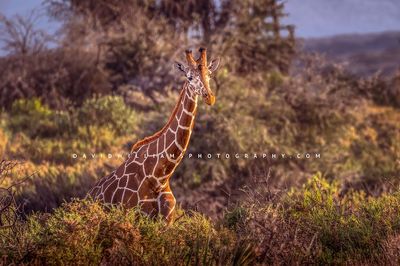 Giraffe S NZ93152