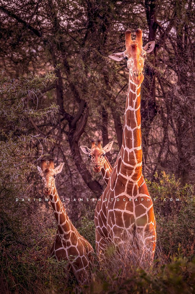 Giraffe GP NZ93030