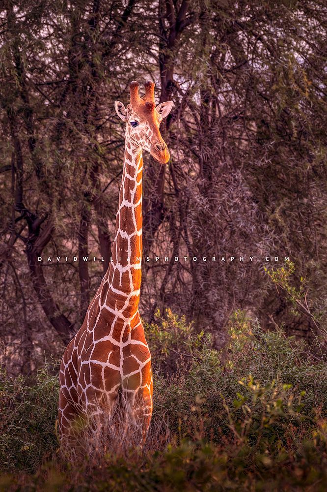 Giraffe S NZ93023