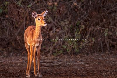 Impala S NZ92988