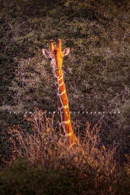 Giraffe S NZ93014