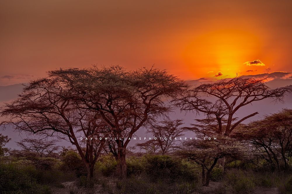 African Sunset NZ90250