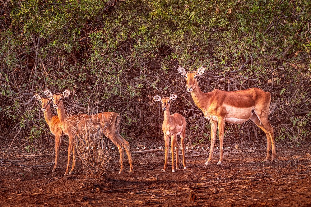 Impala GP NZ92971