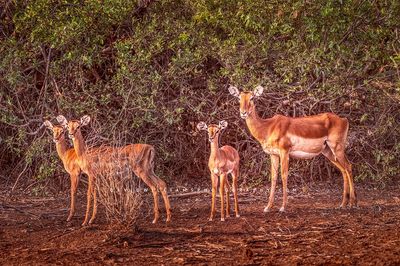 Impala GP NZ92971