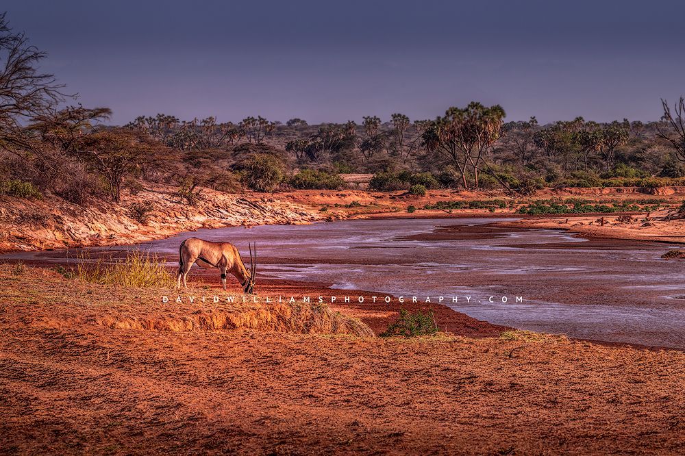 East African Oryx NZ92859