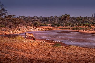 East African Oryx NZ92859