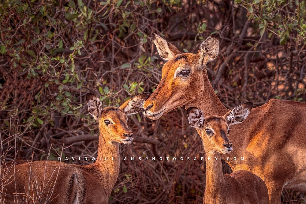 Impala GP NZ92975